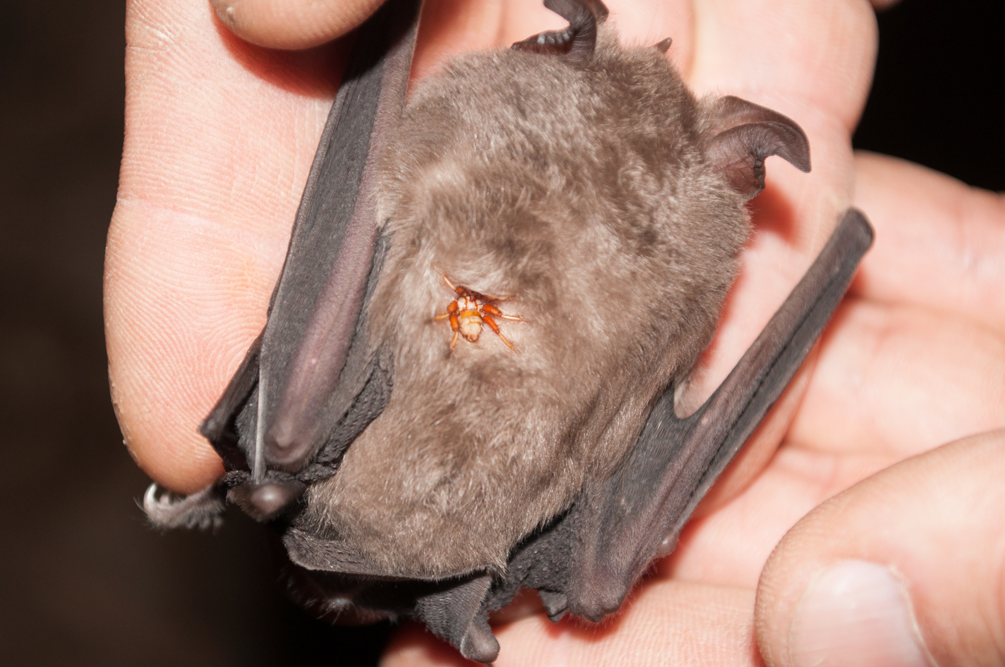 Oumatjie Cave Plettenberg Bay Rhinolophus capensis+Nycteribiidae (7)